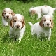 Description des races de chiens anglais