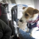 Caracteristici ale transportului câinilor în avion