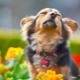Features of the psychology of dogs