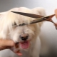 Features of dog grooming