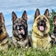 Perros de pastor: tipos, características, consejos de selección y cuidado.
