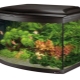 Panoramatická akvária: vlastnosti, odrůdy, výběr a údržba