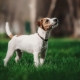 Parson Russell Terrier: descripción de la raza y características de su contenido.