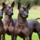 Перуански голи кучета: описание на породата, правила за нейното поддържане