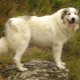 Pirene dağ köpeği: özellikleri ve üremesi
