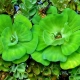 Pistia: tipuri de plante de acvariu și conținut