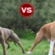 Pitbull and Staffordshire Terrier: the main differences