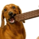 Kodėl šunims negalima duoti šokolado?