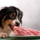 Why shouldn't dogs be given pork?