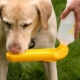 Drinking bowls for dogs: varieties and tips for choosing