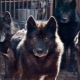 Kacukan anjing dan serigala: ciri dan jenis