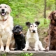 Hondenrassen: beschrijving en selectie