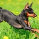 Dog breeds with an elongated muzzle