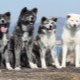 Japonská plemena psů