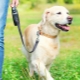 Correa de cinta para perros: ¿Cómo elegir y usar?