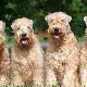Wheat Terrier: perihalan baka dan kandungan