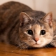 Cat psychology: useful information about behavior