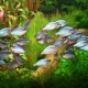 Iris: soorten aquariumvissen en kenmerken van hun onderhoud