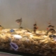 Черупки в аквариума: ползи, вреди и препоръки за употреба