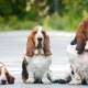 Įvairios šunų veislės ilgomis ausimis