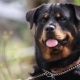 Rottweiler: mga katangian ng lahi at pagsunod sa mga patakaran