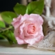 Rosas de porcelana fria: características de fabricação