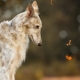 สายพันธุ์สุนัขรัสเซีย: พันธุ์และเคล็ดลับในการเลือก