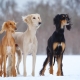 Saluki: characteristics of the breed of dogs, features of care
