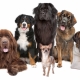 הכלבים החזקים בעולם: סקירה וטיפים לבחירה