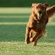 Тайните на обучението на куче да командва Aport