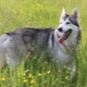 כלב אינואיט צפוני: איך הוא נראה ואיך לטפל בו?