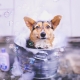 Shampoo voor honden: variëteiten en kenmerken