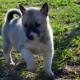 Cachorros Laika en 1-2 meses: características, nutrición, paseos y entrenamiento