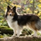Sheltie: beschrijving van honden, kleurvariaties en kenmerken van de inhoud