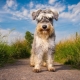 Schnauzers: description of breeds, types and nuances of content