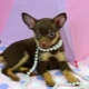 Chocolate toy terrier: mga tampok, katangian at mga panuntunan sa pangangalaga
