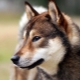 Shikoku: features of the breed and cultivation