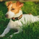 Berapa lama Jack Russell Terriers hidup dan apa yang bergantung padanya?
