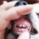 Changing milk teeth in dogs: age range and possible problems