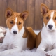 Honden die niet verharen: de beste rassen en de nuances van de zorg voor hen