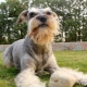 Dogs with a beard: types and their characteristics, selection and care