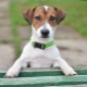 Danh sách các biệt hiệu cho Jack Russell Terrier