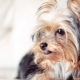 Zoznam japonských prezývok pre psov