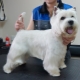 Střih West Highland White Terrier: požadavky a typy