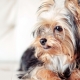 Fryzury Yorkshire terrier: rodzaje i zasady selekcji