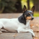 Toy Fox Terrier: Beschreibung und Pflegetipps