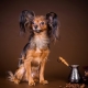 Toy Terrier: rasbeschrijving, opleiding en training, inhoud