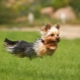 Las sutilezas de entrenar a un yorkshire terrier