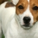 Tunderea și îngrijirea Jack Russell Terrier