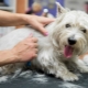 Trimování psů: co to je a jak se postup provádí?